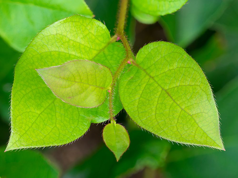 Salal leaves